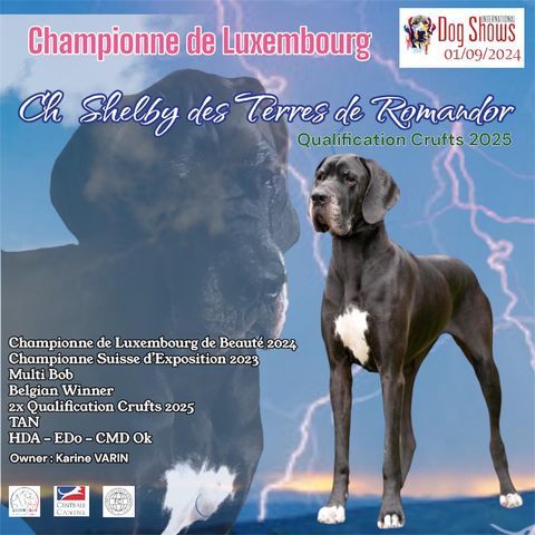 CH. Shelby Des Terres De Romandor